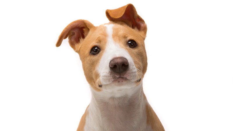 animals, pug, dog, jack russell terrier