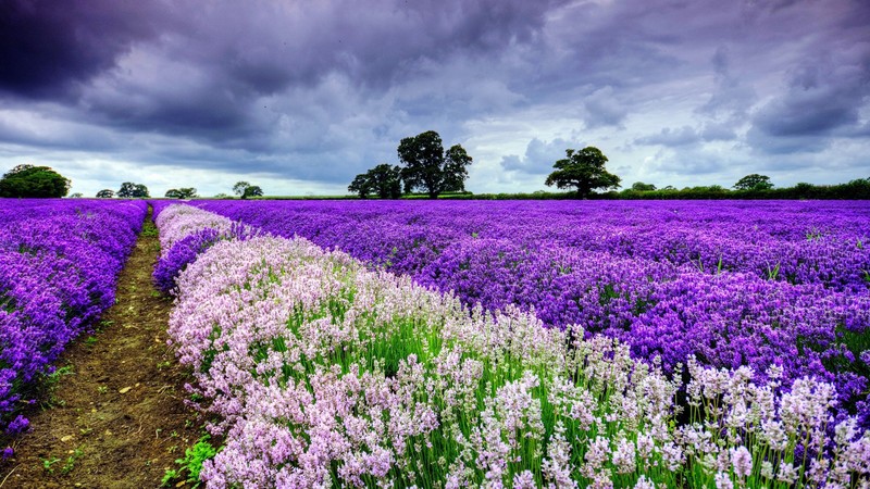 flowers, field, nature, purple