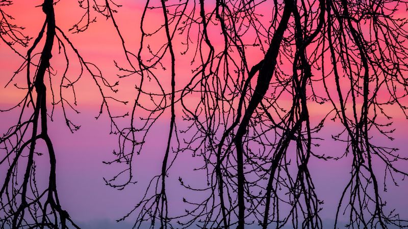 branches, sky, purple, dusk, nature, 4k