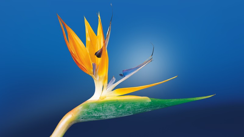 flowers, nature