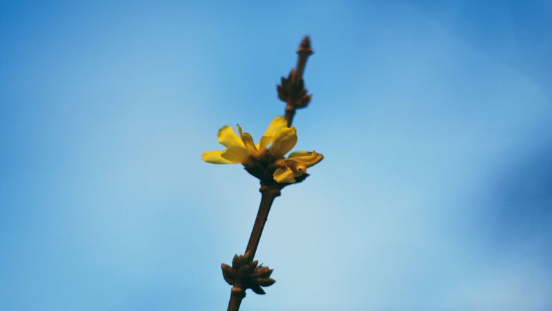 flowers, yellow, macro, branch, flowering, 4k