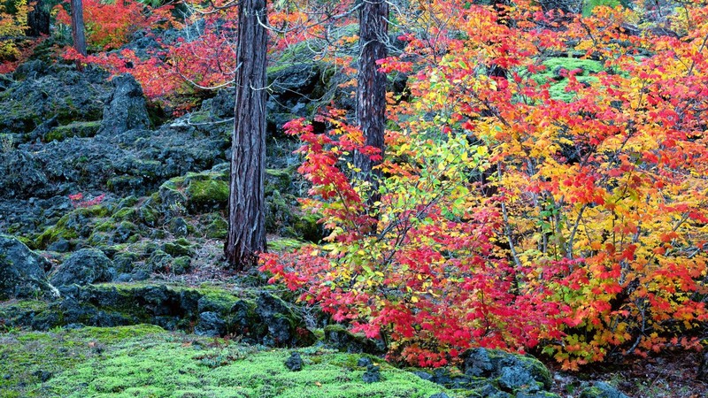 autumn, fields, mountains, nature, flowers