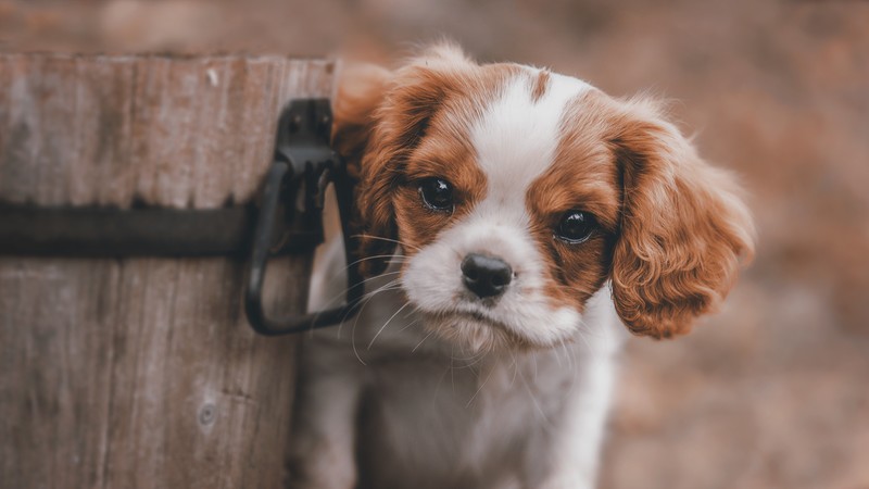 animals, dog, cute