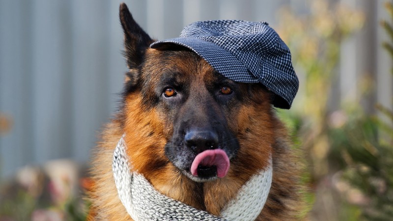 german shepherd, animals, cute, dog