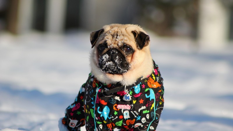 pug, animals, snow, dog