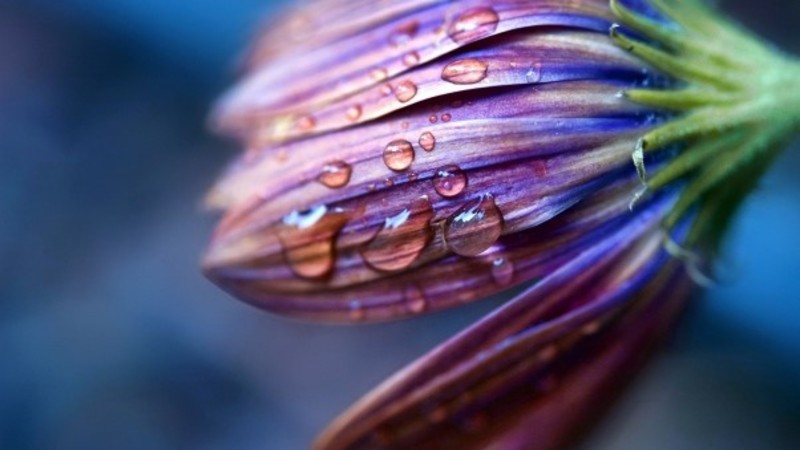 flowers, drops, dew