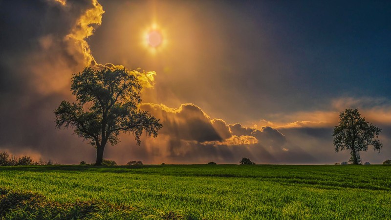 field, trees, sky, grass, nature