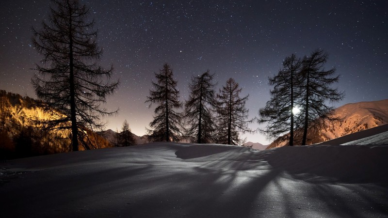 winter, trees, snow, nature