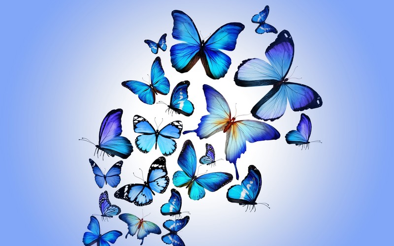 butterfly, artist, digital art
