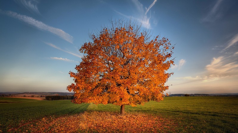 trees, nature, autumn, field