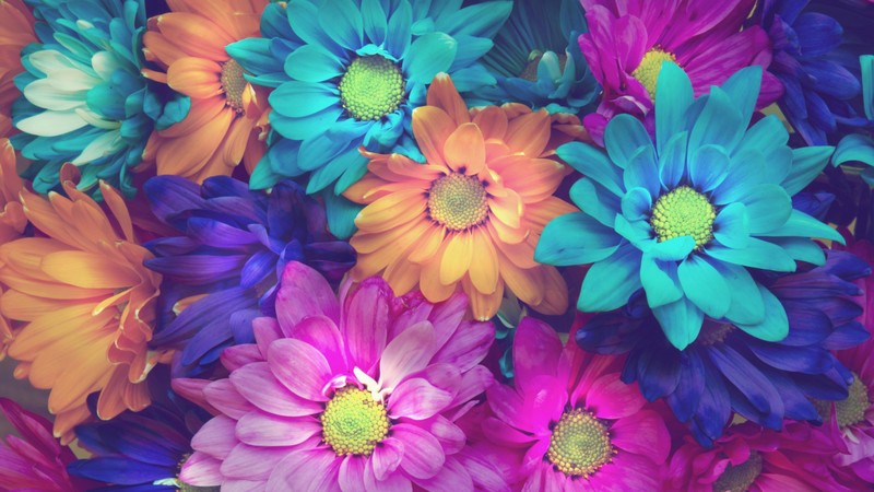 flowers, colorful, petals