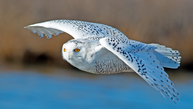 owl, predator, birds