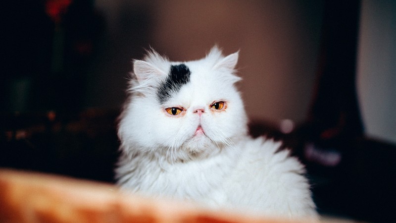 cat, animals, cute, white