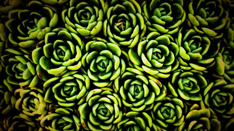 plants, succulent, green, texture, closeup, 4k