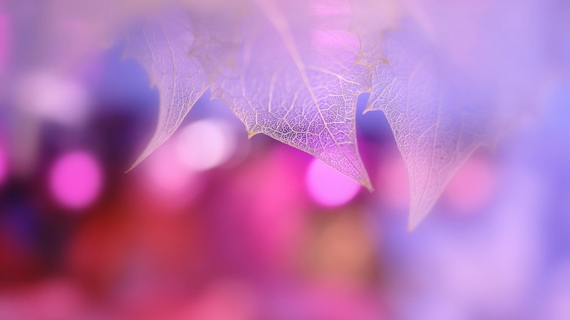 pink, leaf, nature, macro