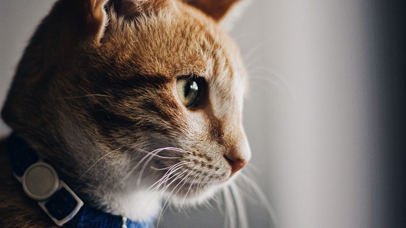 cat, collar, pet, brown, glance, 4k