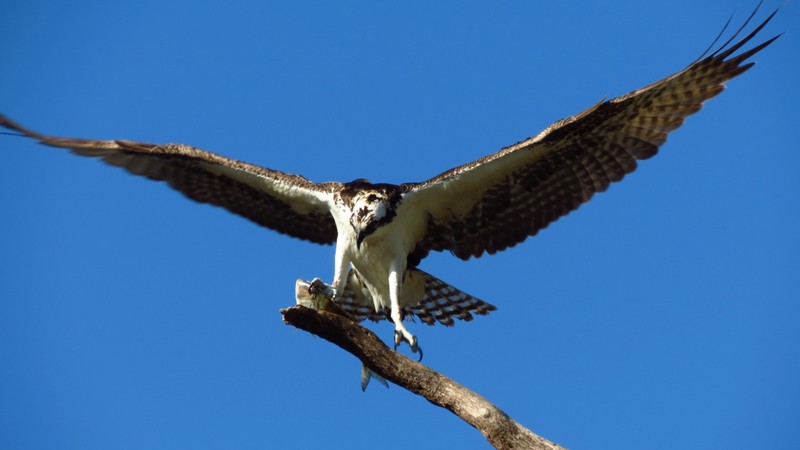 hawk, birds, predator