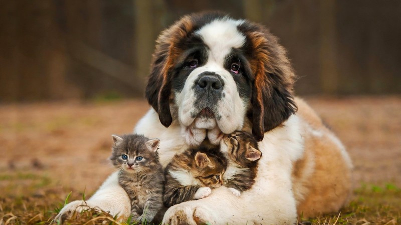 saint bernard, animals, dog