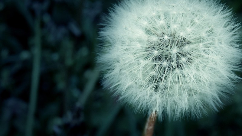 flowers, macro