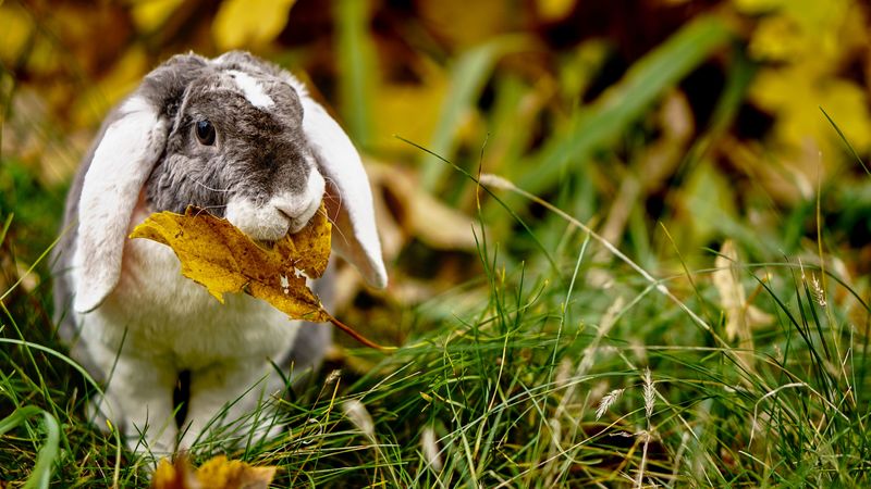 rabbit, leaf, grass, cute, animal, 4k