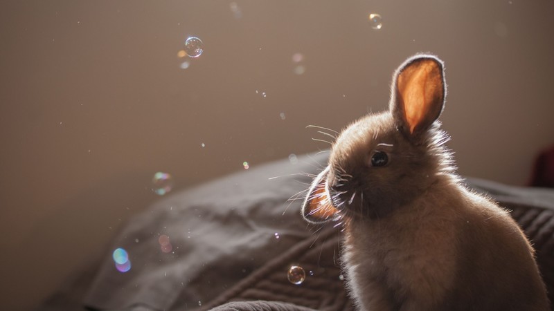 rabbit, cute, animals