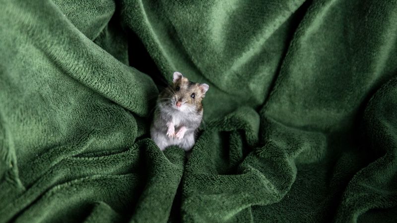 hamster, rodent, blanket, pet, 4k