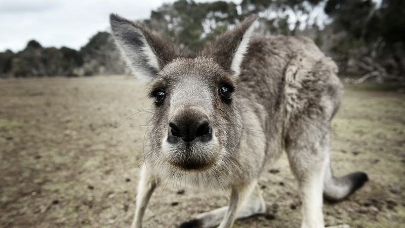 kangaroo, funny, animals