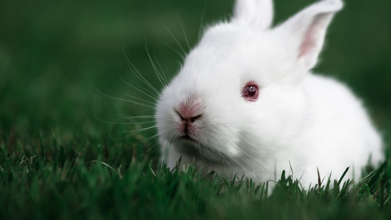 rabbit, cute, animals