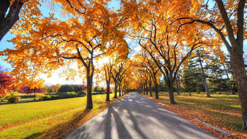 park, trees, nature, autumn