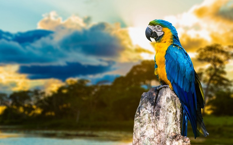 birds, macaw