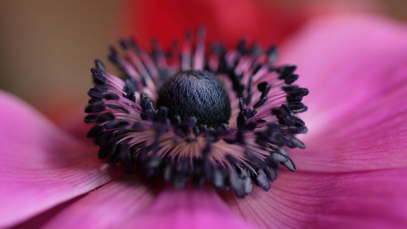 flower, purple, macro, bloom, 4k