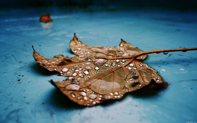 drop, macro, leaf, nature