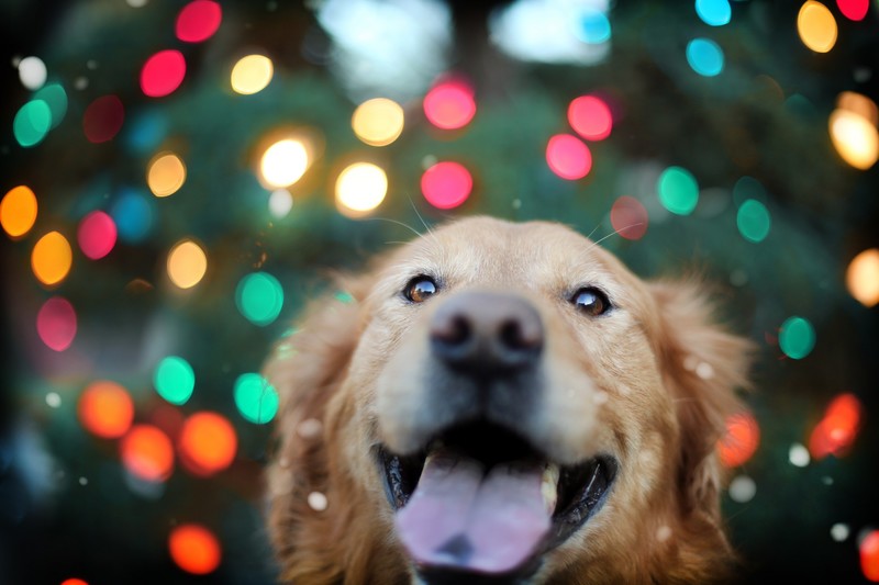 animals, dog, cute