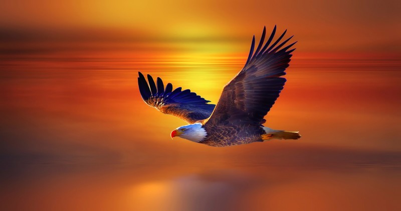 flying, eagle, birds, wings