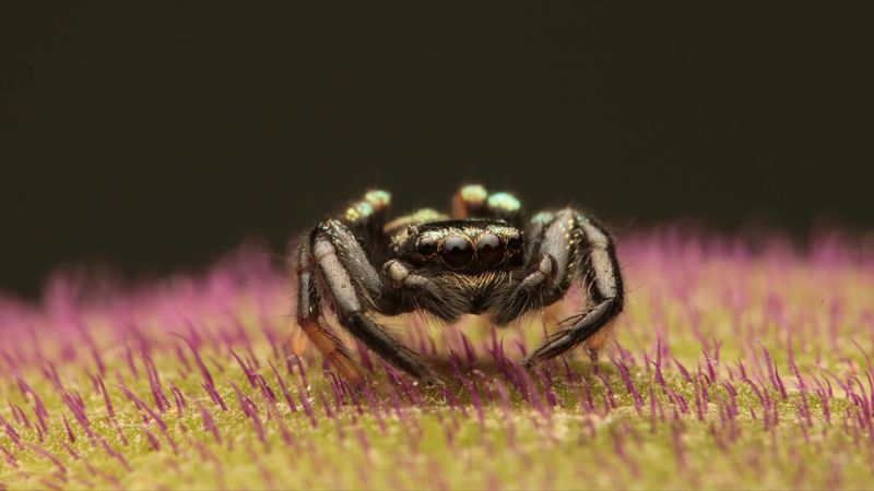 spider, macro, small, black, 4k