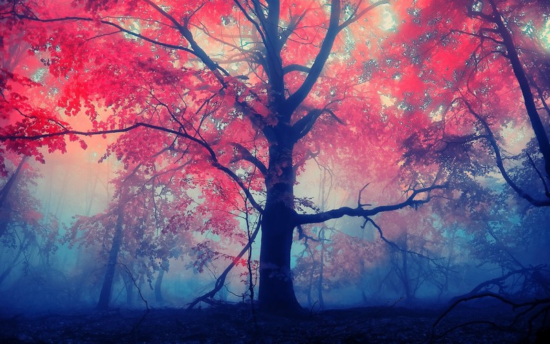 autumn, forest, nature