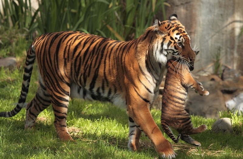 tiger, animals