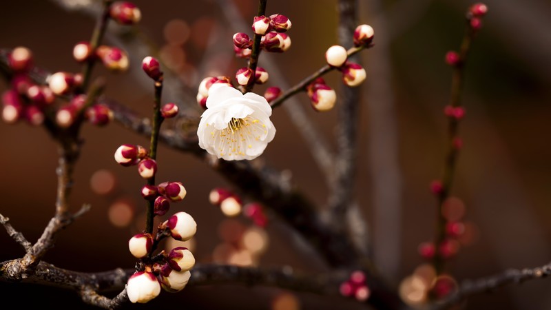 white, flowers