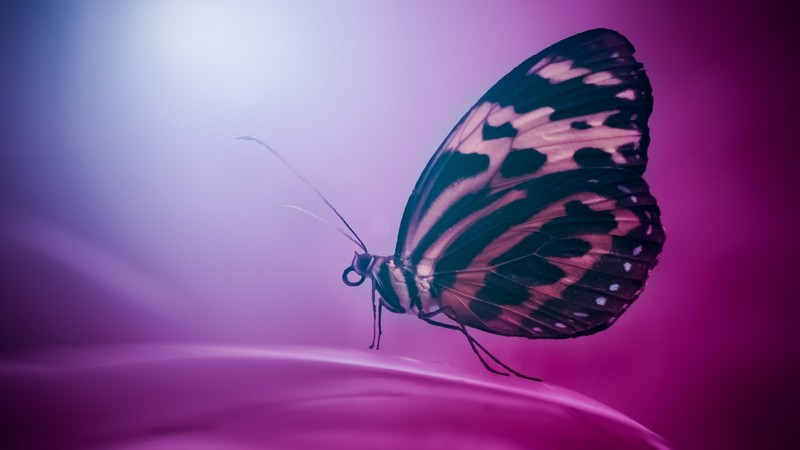 butterfly, macro, wings, photography