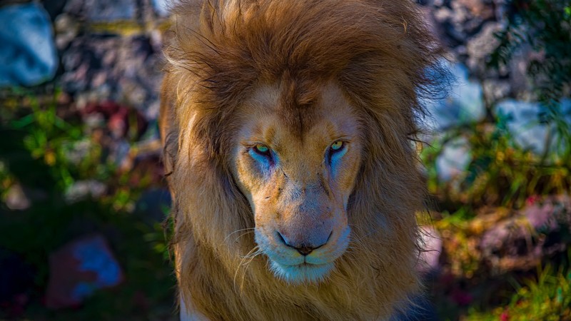 lion, animals, forest, king
