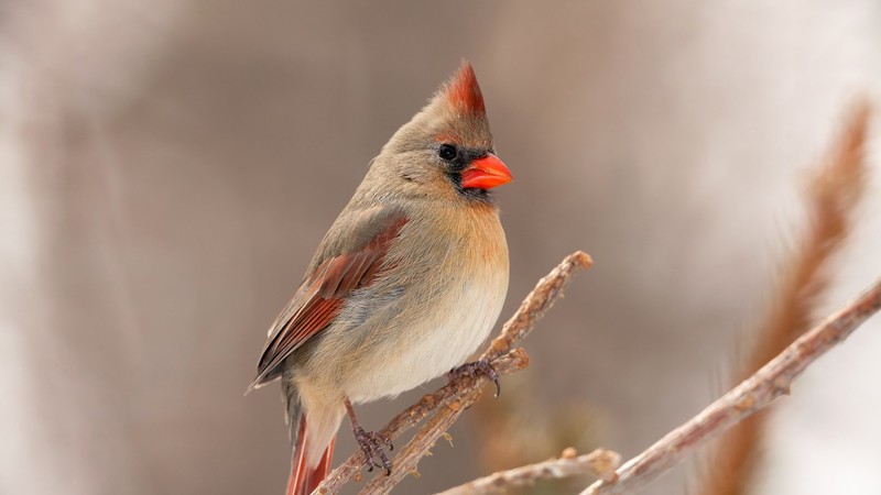 carnial, birds