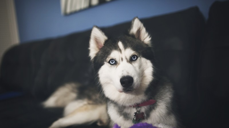 siberan husky, animals, dog
