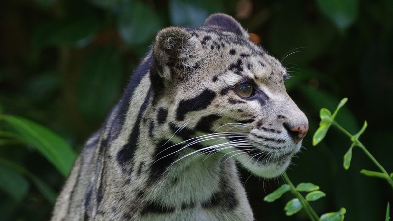 leopard, animals