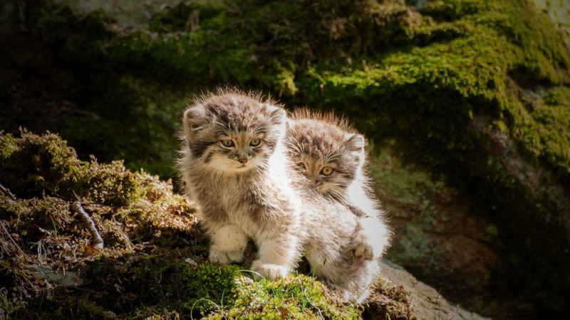 cat, animals