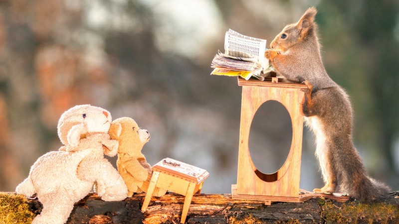 squirreles, funny