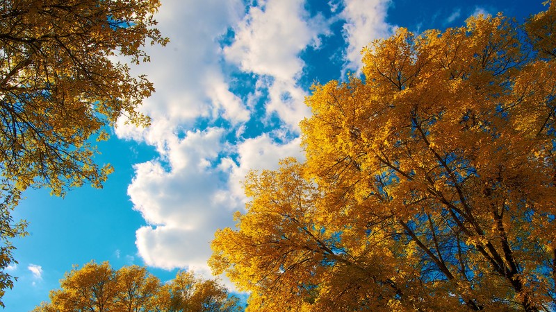 trees, autumn, clouds, nature