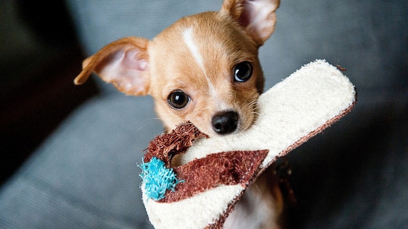 chihuahua, animals, dogs, cute