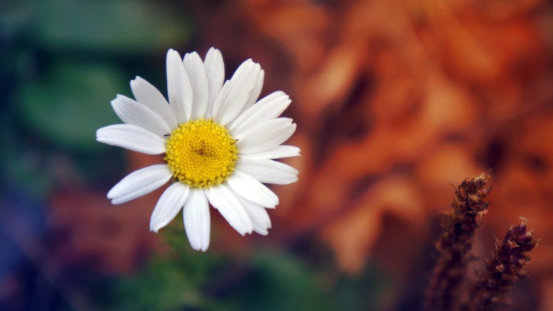 flowers, petals
