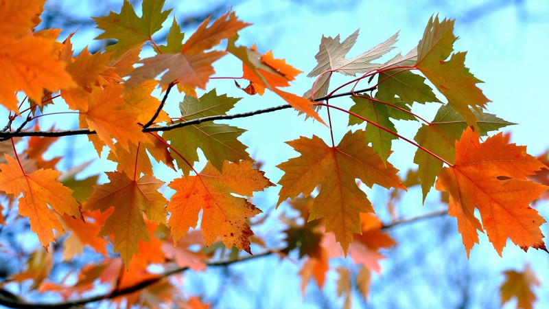 leaves, nature