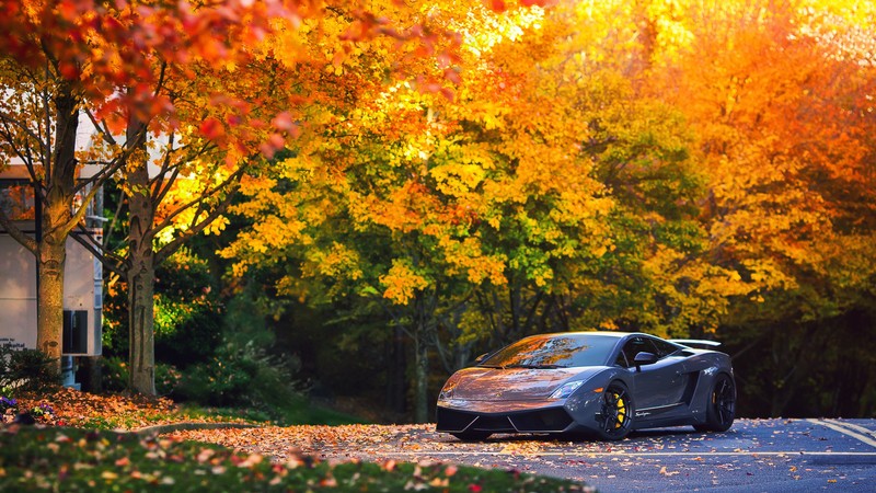 lamborghini, lamborghini gallardo, cars, autumn